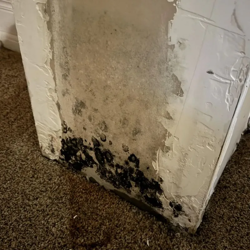 Professional Mold Removal in Divernon, IL